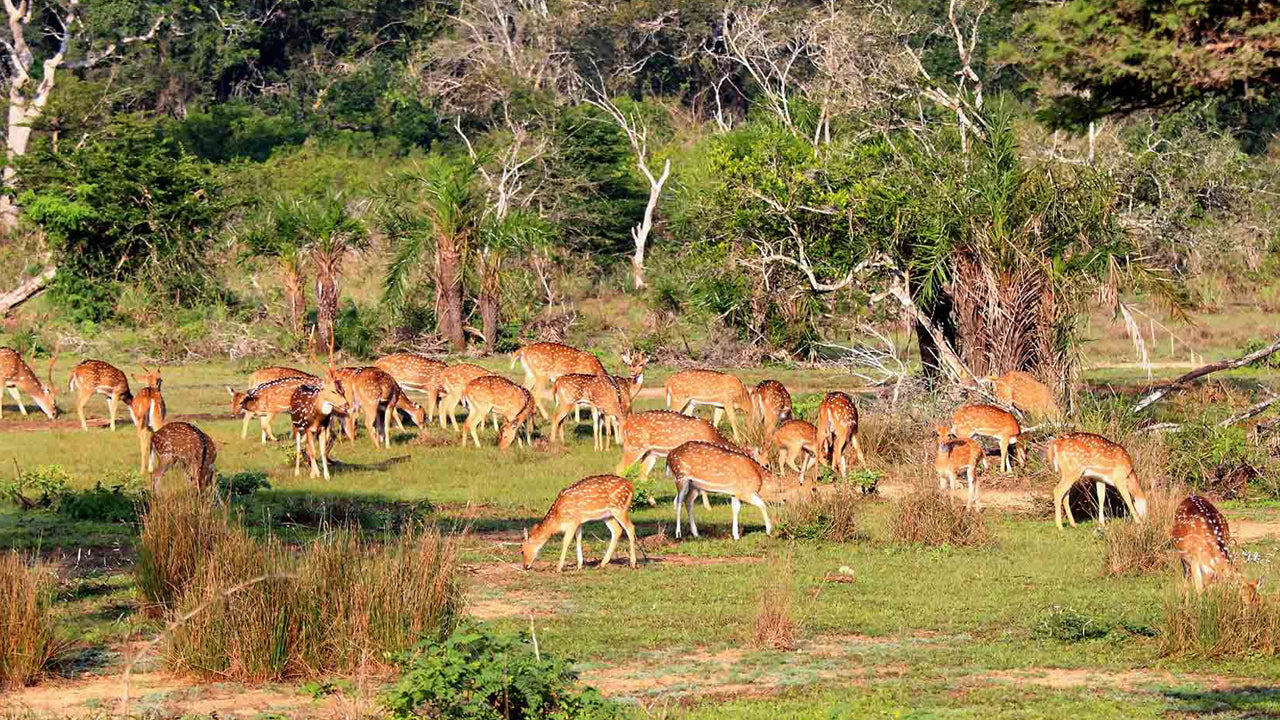 Billets d'entrée au parc national de Wilpattu