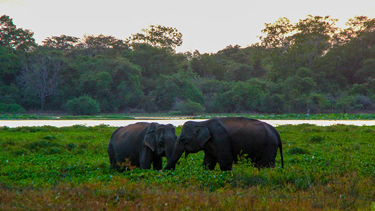 Billets d'entrée au parc national de Wilpattu