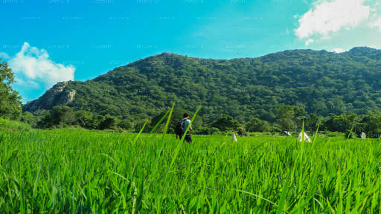 Camping à Kurunegala