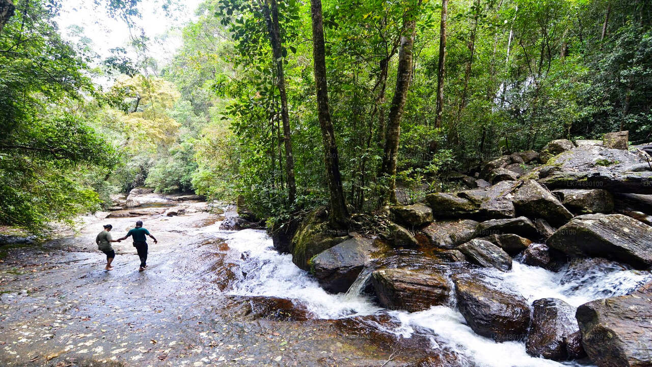 Promenade dans la forêt tropicale de Sinharaja