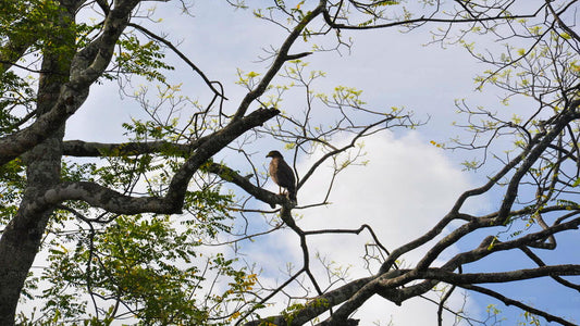 Observation des oiseaux au sanctuaire d'Anawilundawa depuis Kalpitiya