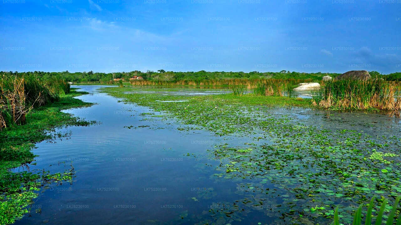 Promenade en bateau pour observer les oiseaux au sanctuaire de Kalametiya