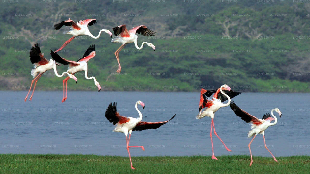 Promenade en bateau pour observer les oiseaux au sanctuaire de Kalametiya