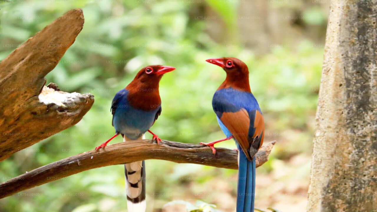 Observation des oiseaux depuis la forêt tropicale de Sinharaja