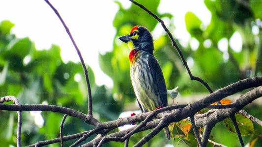 Observation des oiseaux dans la zone humide de Thalangama depuis le mont Lavinia