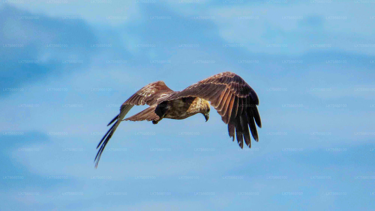 Observation des oiseaux dans la zone humide de Thalangama depuis le mont Lavinia