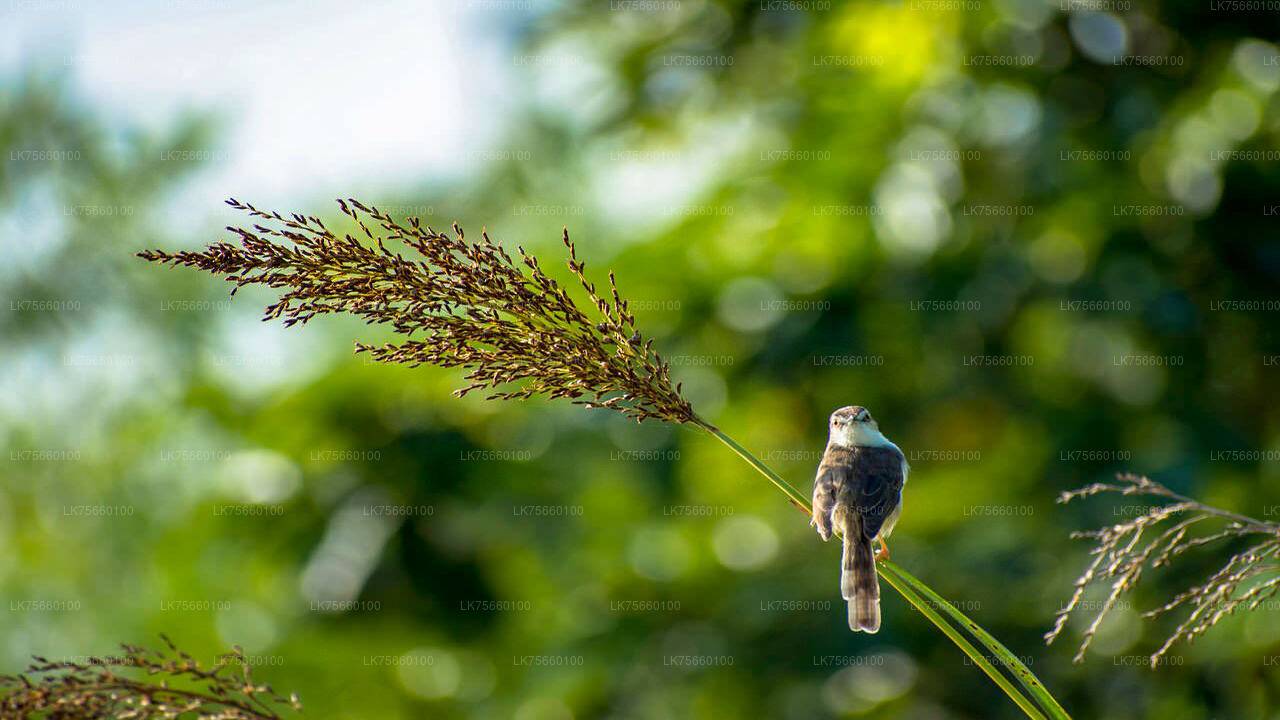 Observation des oiseaux dans la zone humide de Thalangama depuis le mont Lavinia