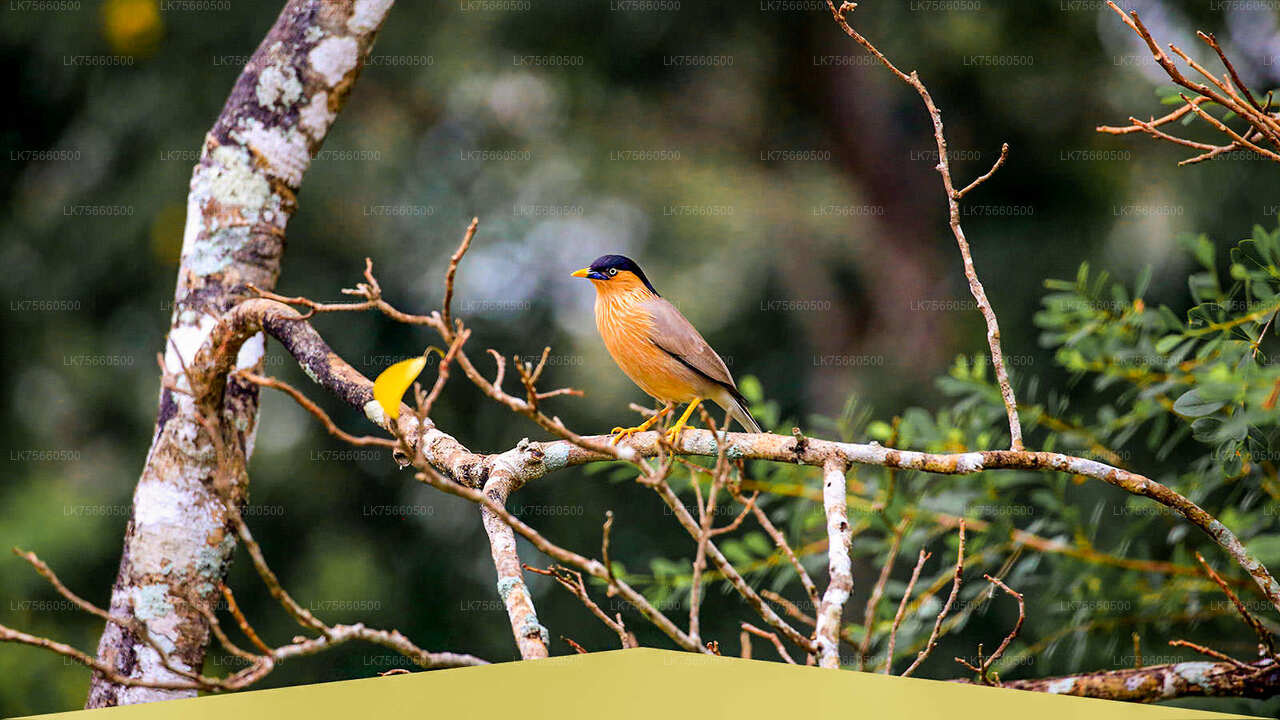 Safari ornithologique au parc national d'Udawalawe depuis le mont Lavinia