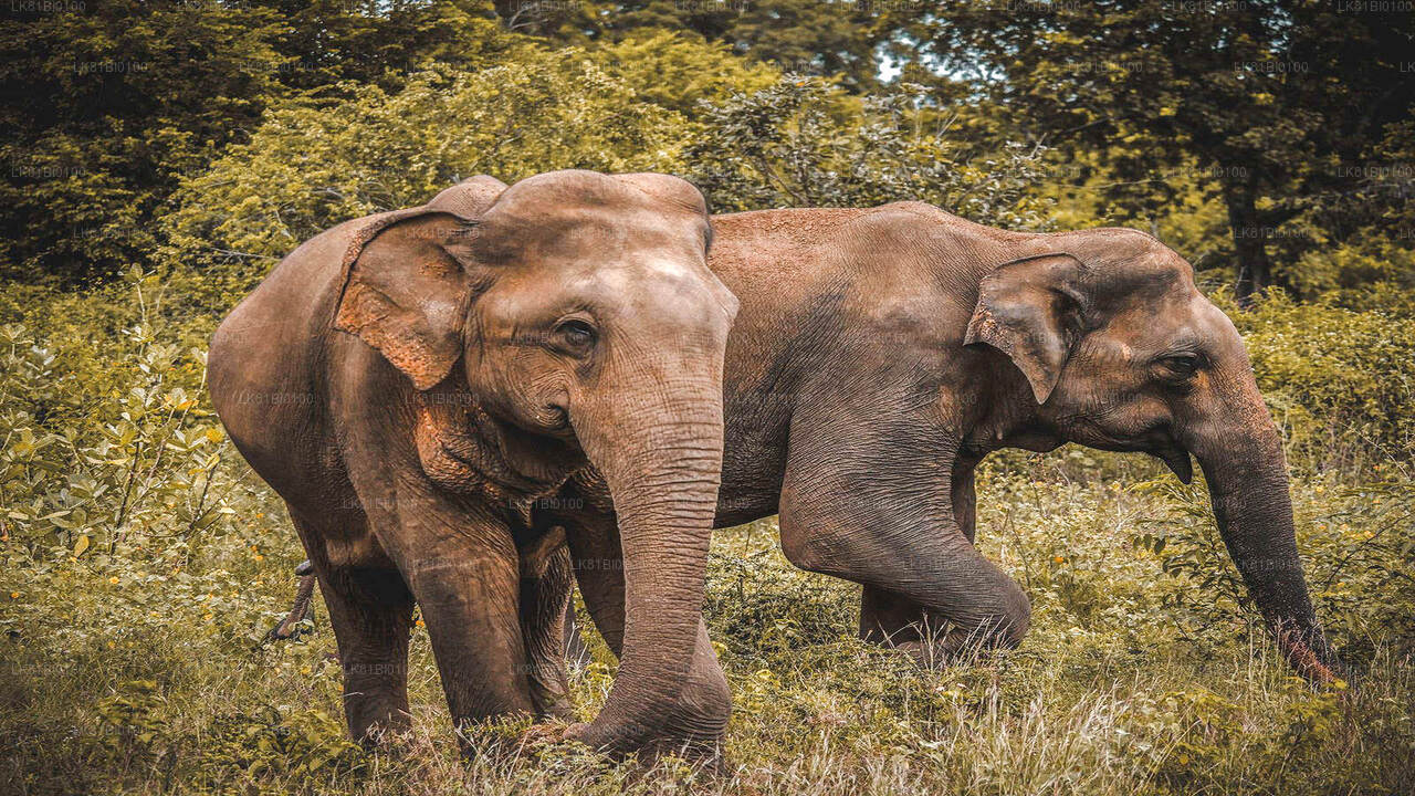 Safari dans le parc national d'Udawalawe depuis le port de Hambantota