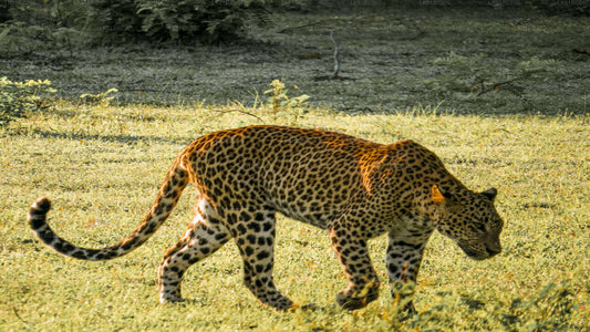 Safari dans le parc national de Yala depuis le port de Hambantota