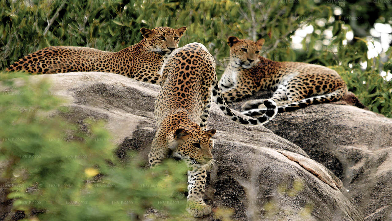 Safari dans le parc national de Yala depuis le port de Hambantota