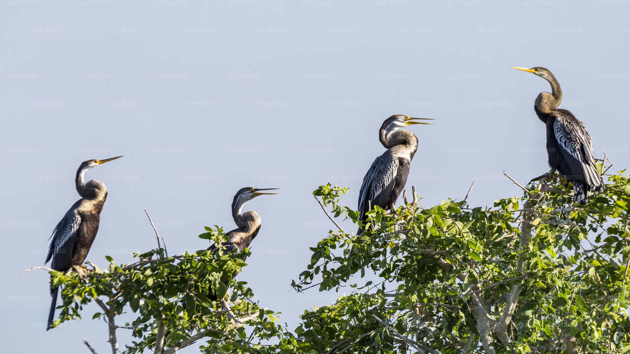 Safari dans le parc national de Bundala depuis le port de Hambantota