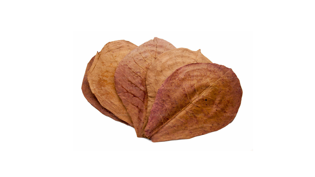 Lakpura déshydratée (Kottan, Kottamba, amande indienne) Terminalia catappa 100 feuilles (100 g)